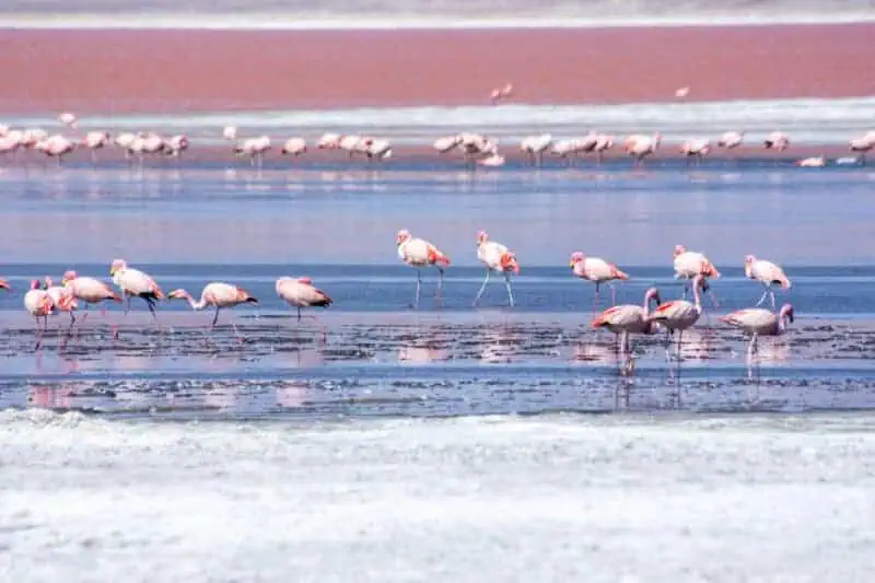 les flamands roses du salar