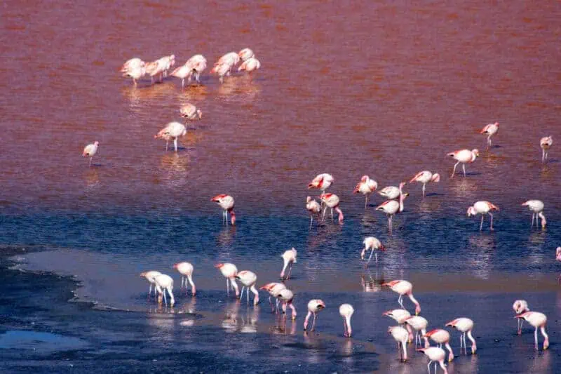 flamands rose en Bolivie