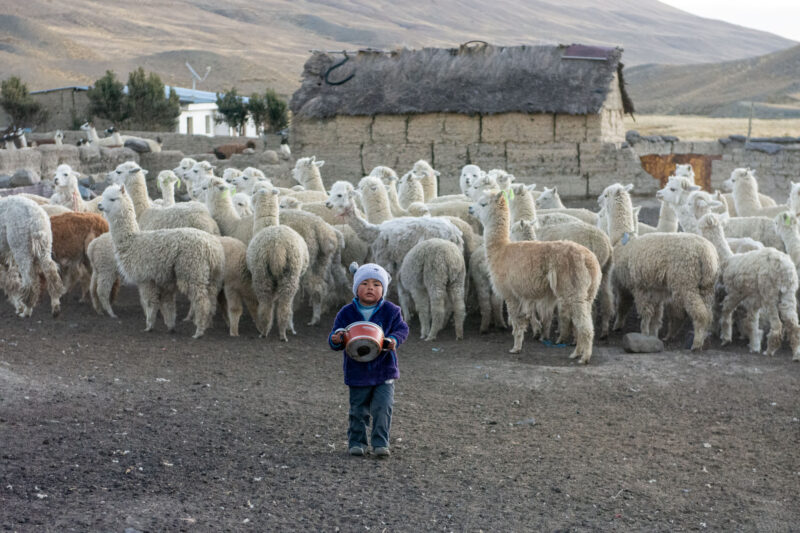 un enfant et ses alpacas