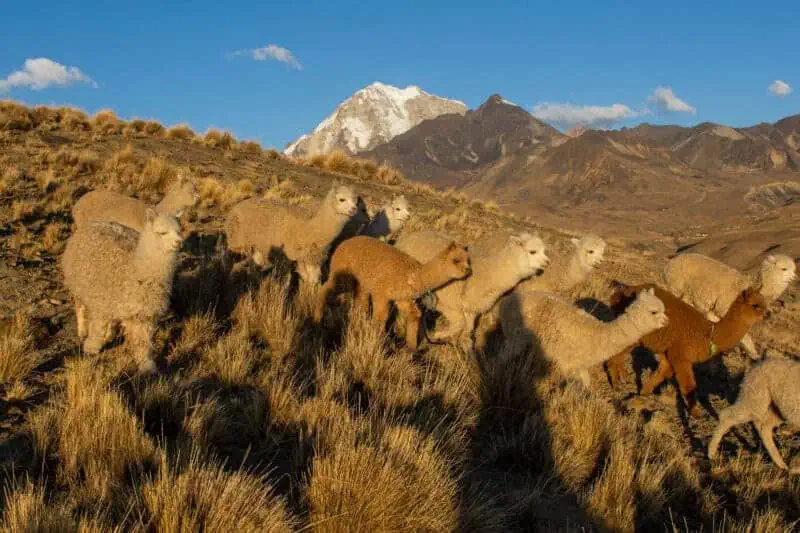 alpacas