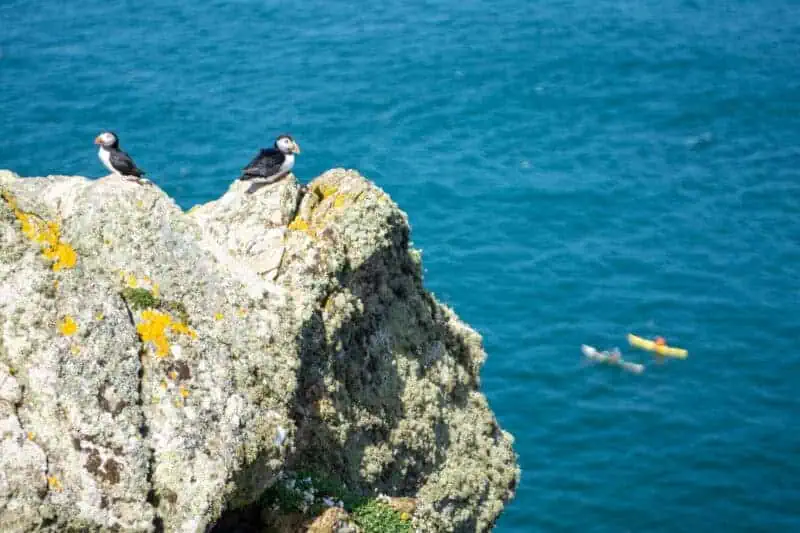 les macareux du prembrokeshire