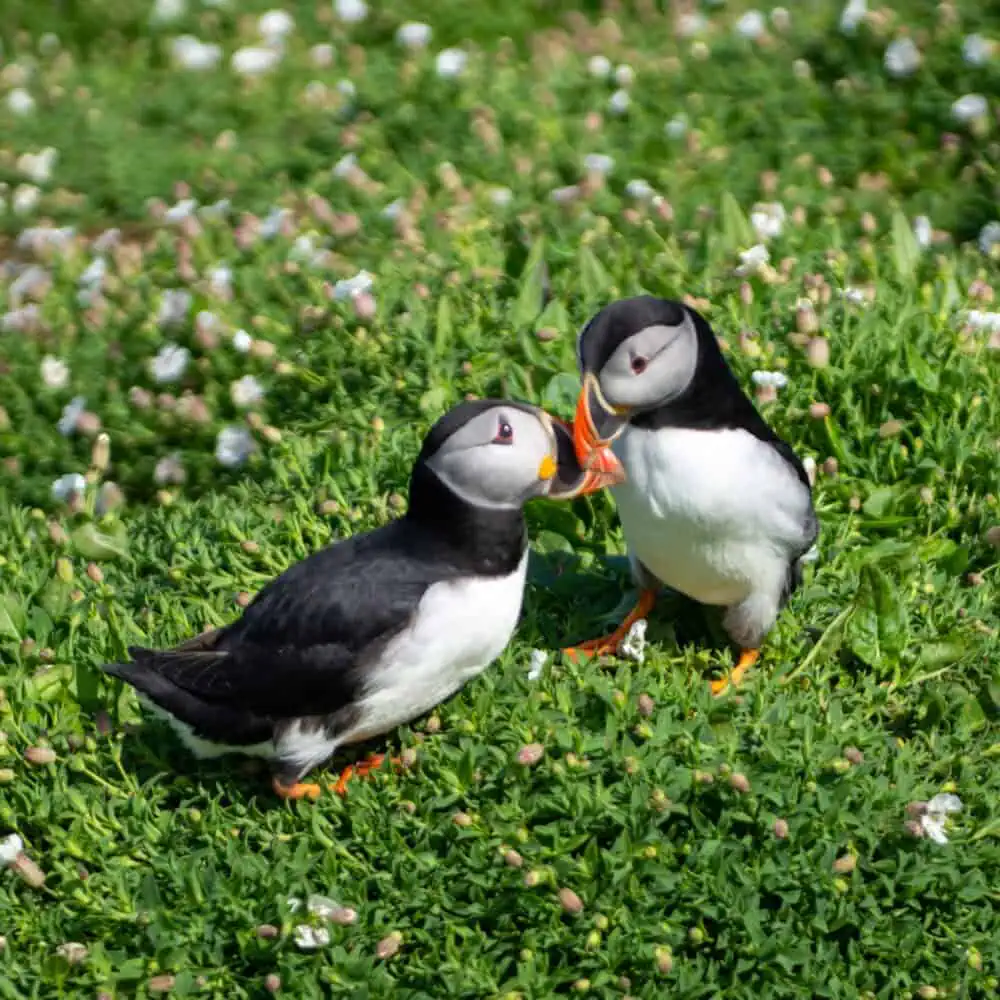 les macareux du pembrokeshire