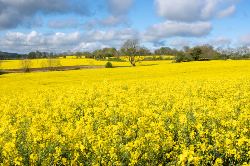 les champs vers Painswick