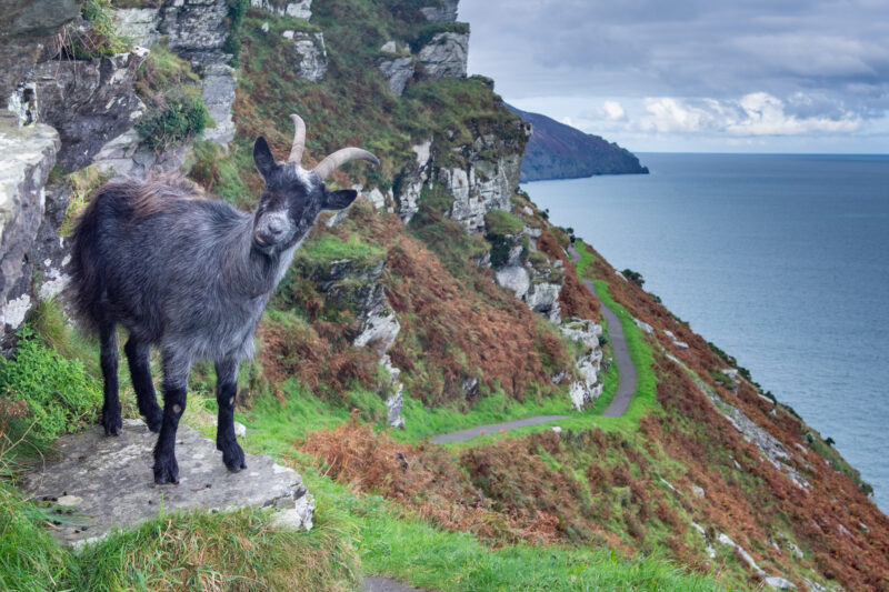 valley of the rocks somerset