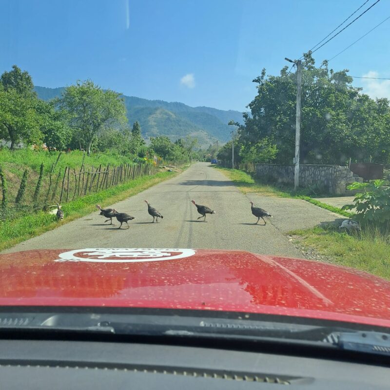 Les animaux vers Kutaisi