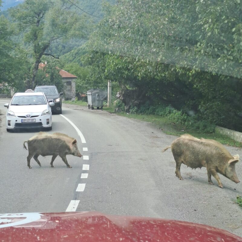 Les animaux vers Kutaisi