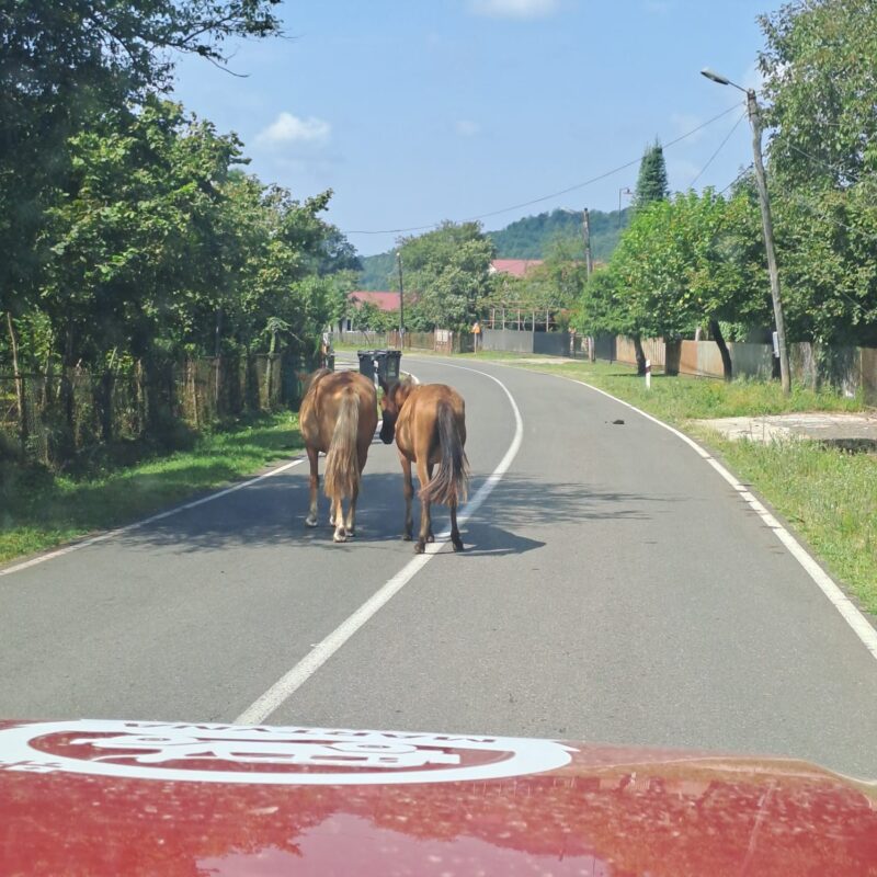 Les animaux vers Kutaisi