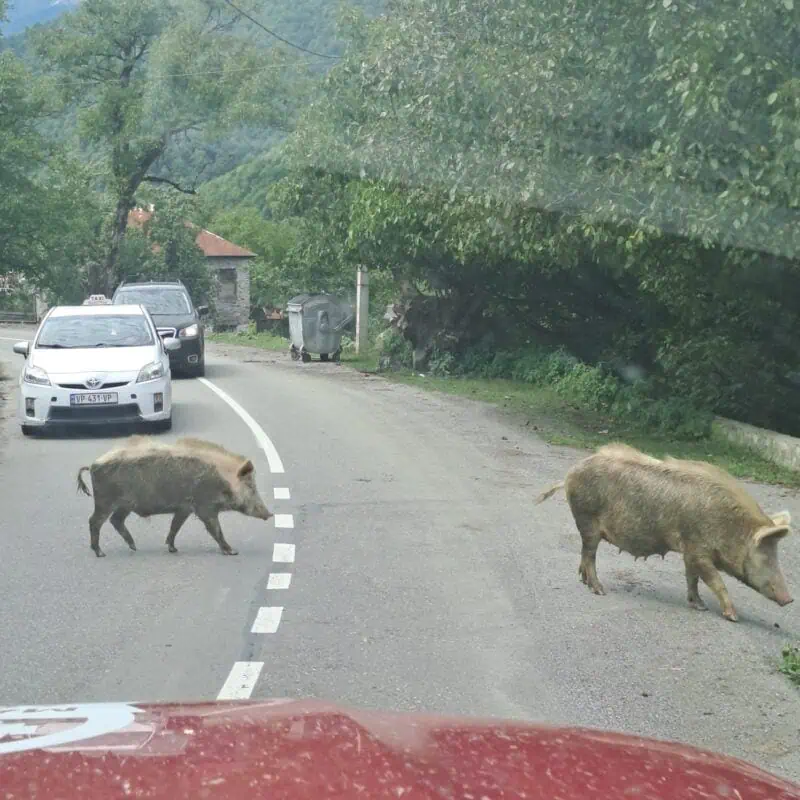 conduire en Géorgie