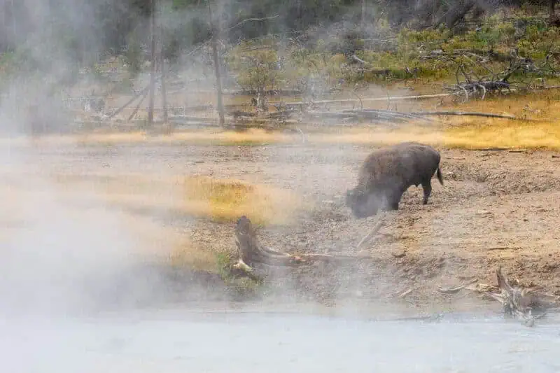 bisons à Yellowstone