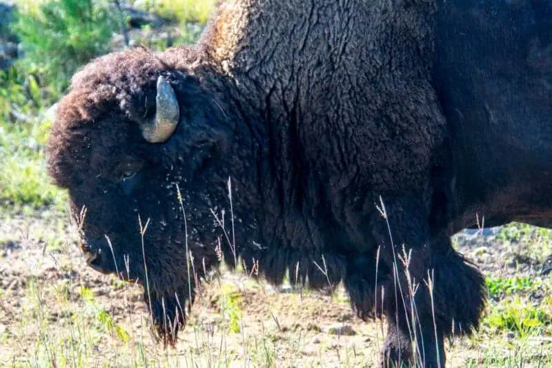 bison road trip yellowstone