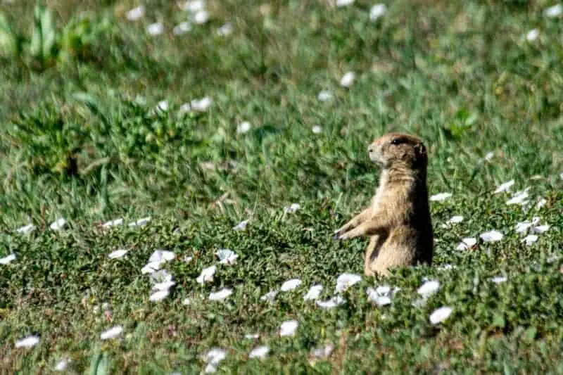 prairie dog a Custer road trip yellowstone
