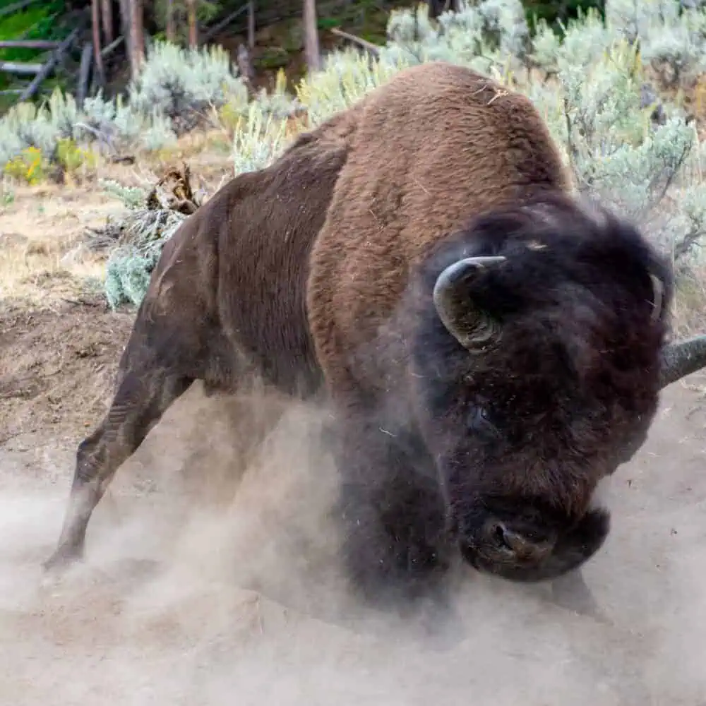bisons à Yellowstone