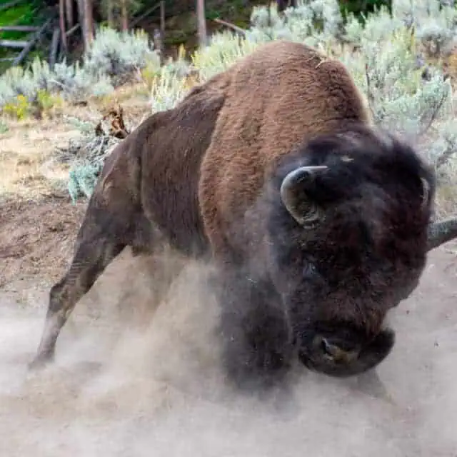 bisons à Yellowstone