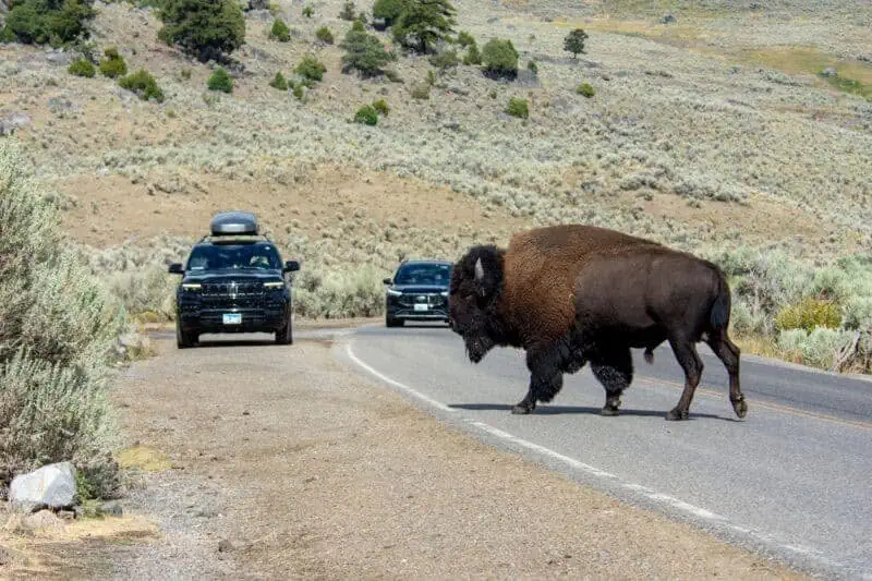 bison à Yellowstone