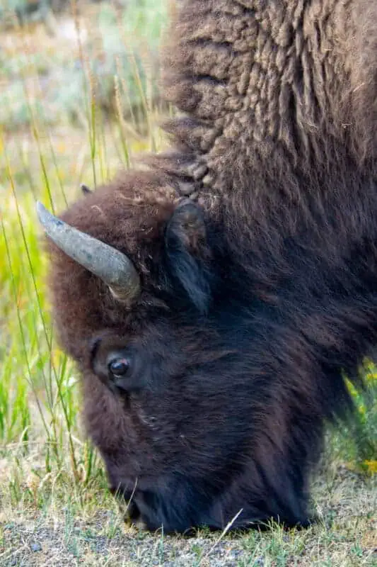 bison a Yellowstone