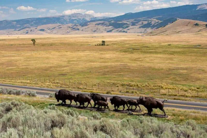 Musee de Jackson Hole road trip yellowstone